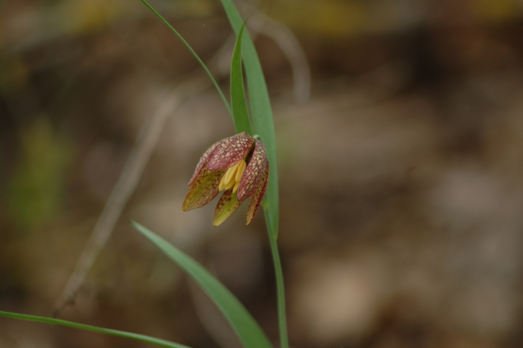 Изображение особи Fritillaria montana.