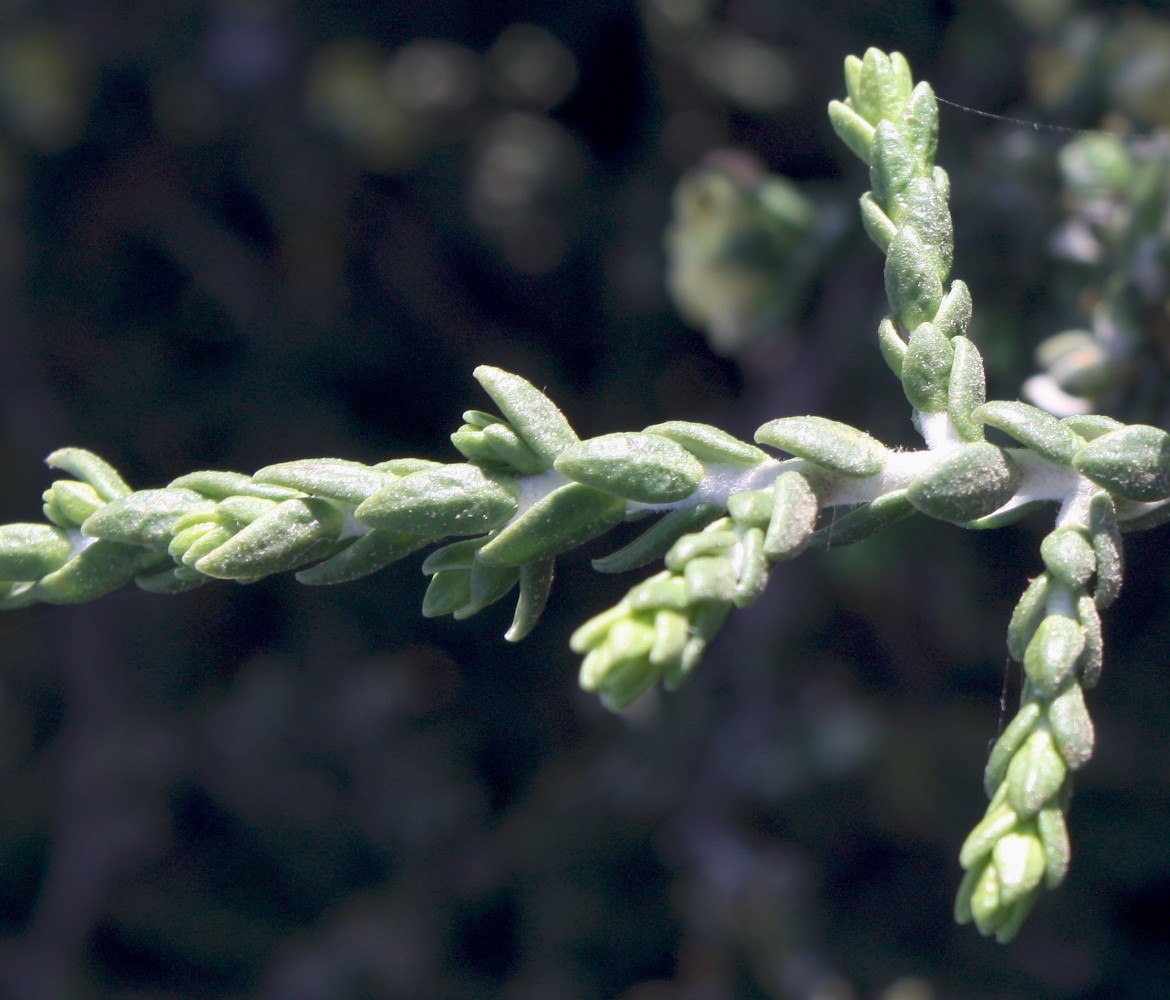 Image of Thymelaea hirsuta specimen.