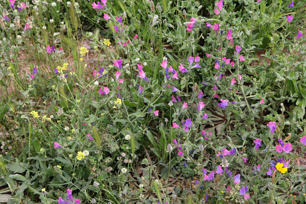 Изображение особи Echium plantagineum.