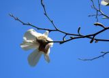 Magnolia kobus. Цветок (вид со стороны чашелистиков). Санкт-Петербург, Ботанический сад БИН РАН, Дендрарий. 03.05.2014.