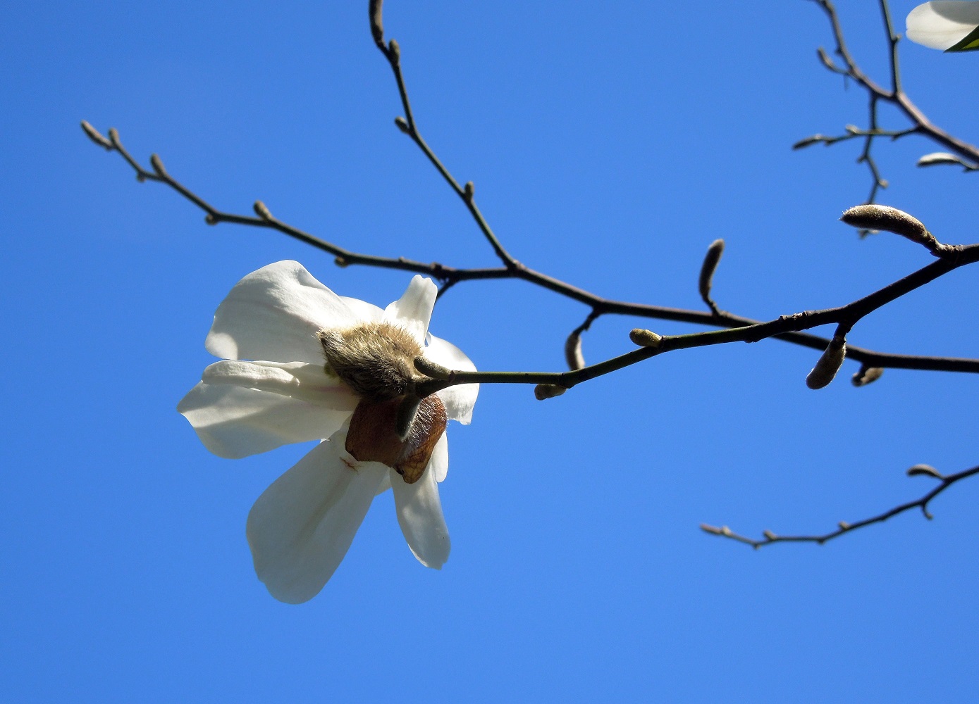 Изображение особи Magnolia kobus.