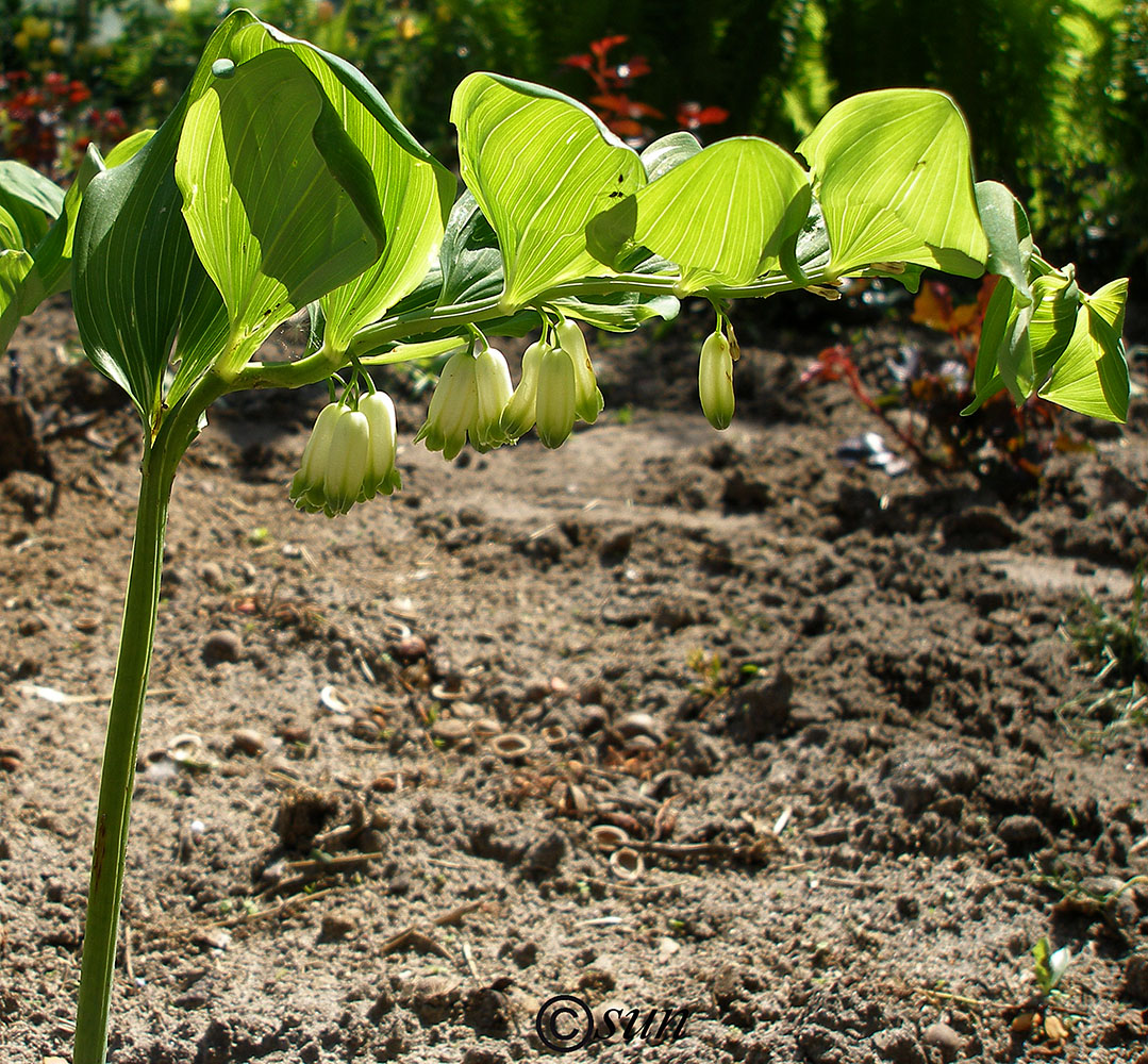 Image of Polygonatum odoratum specimen.
