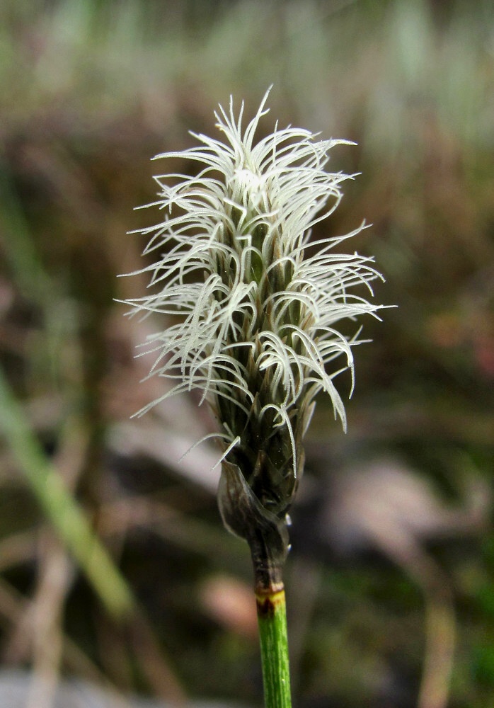 Изображение особи Eriophorum russeolum.