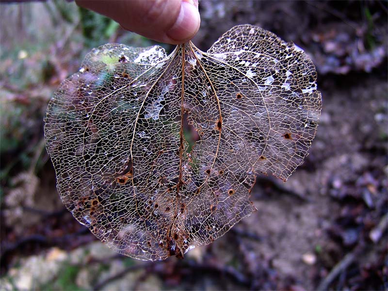 Изображение особи Smilax excelsa.