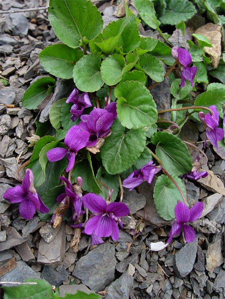 Image of Viola somchetica specimen.
