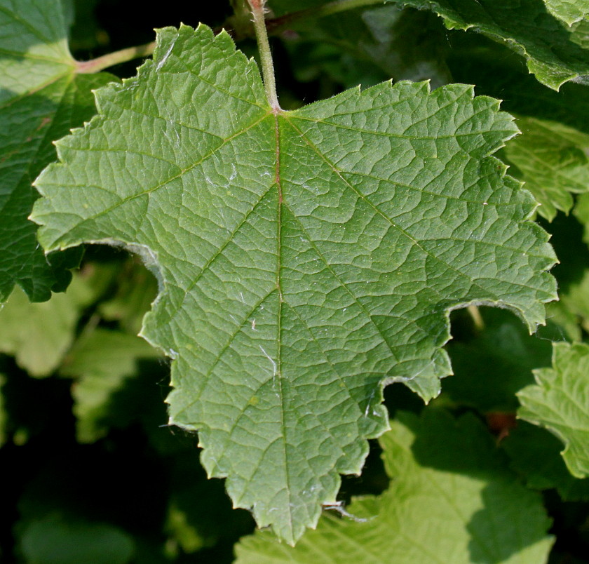 Image of Ribes rubrum specimen.
