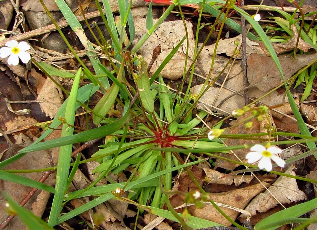 Image of Androsace lactiflora specimen.