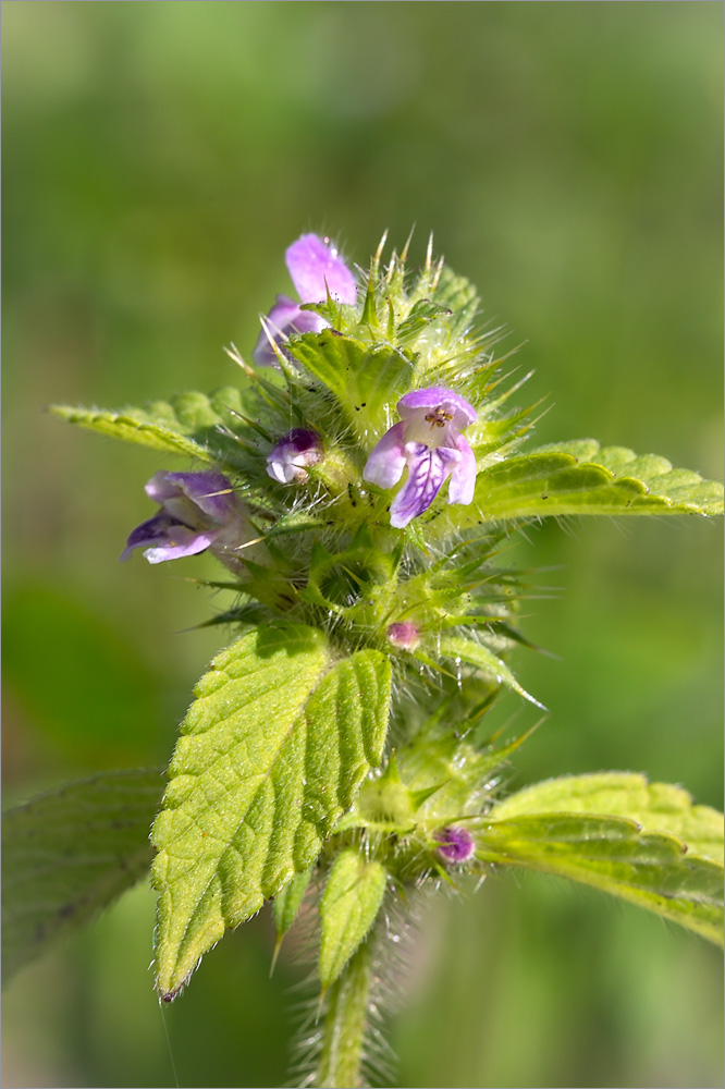 Изображение особи Galeopsis bifida.