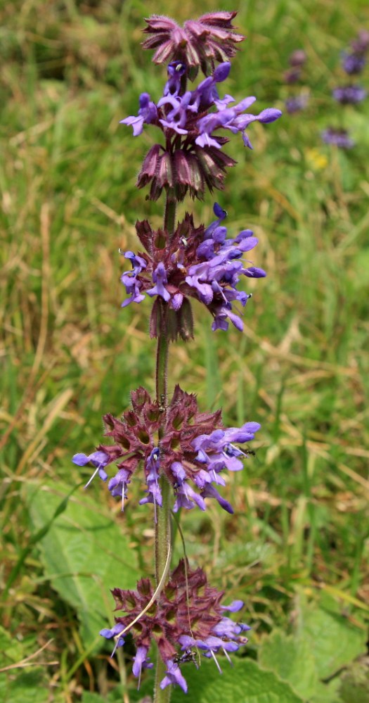 Изображение особи Salvia verticillata.