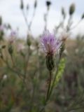 Klasea erucifolia