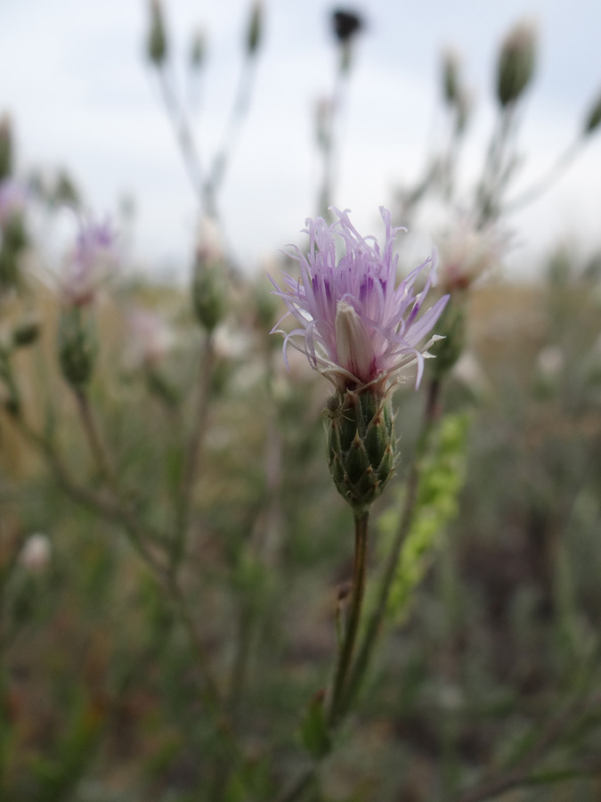 Изображение особи Klasea erucifolia.