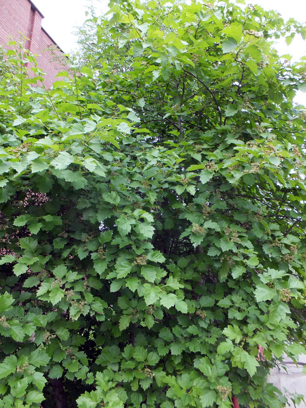 Image of Crataegus sanguinea specimen.