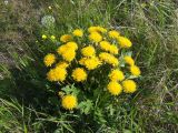 genus Taraxacum