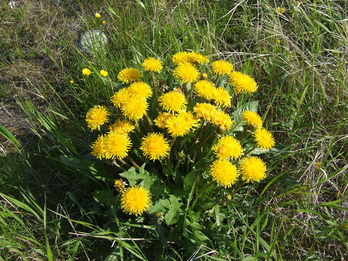 Image of genus Taraxacum specimen.