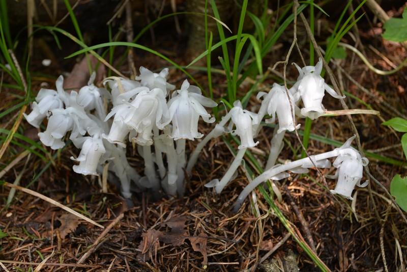 Image of Monotropastrum humile specimen.