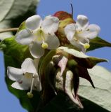 Leycesteria formosa. Соцветие. Германия, г. Дюссельдорф, Ботанический сад университета. 03.06.2014.