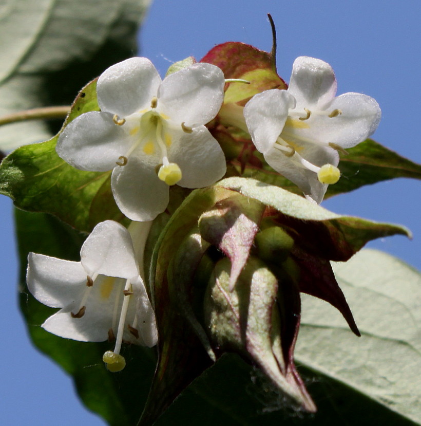 Изображение особи Leycesteria formosa.