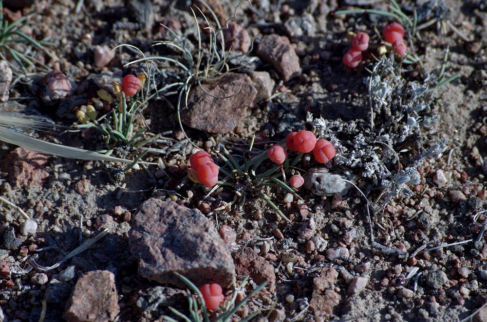 Изображение особи Ephedra fedtschenkoae.