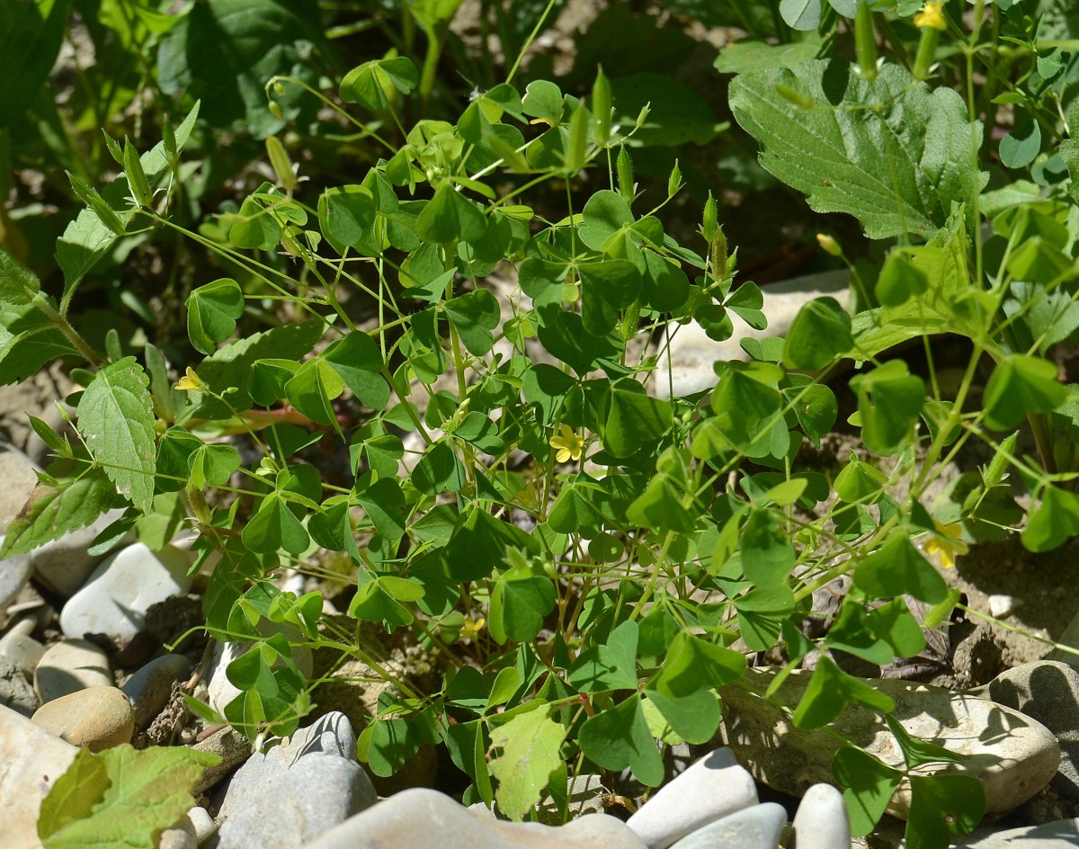 Изображение особи Oxalis stricta.