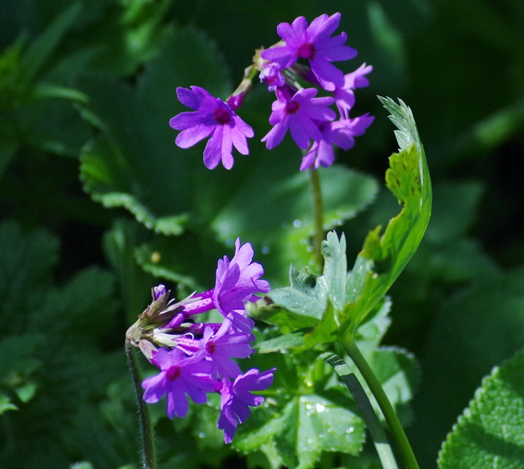 Image of Primula kaufmanniana specimen.