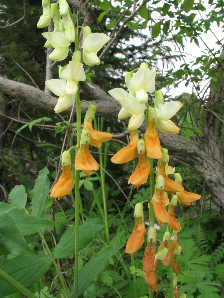 Изображение особи Lathyrus gmelinii.