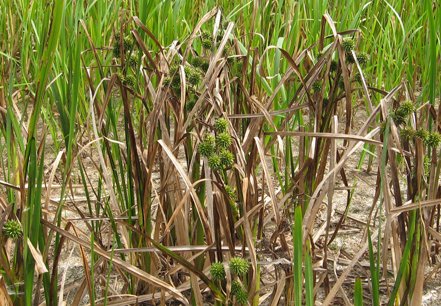 Image of Sparganium erectum specimen.