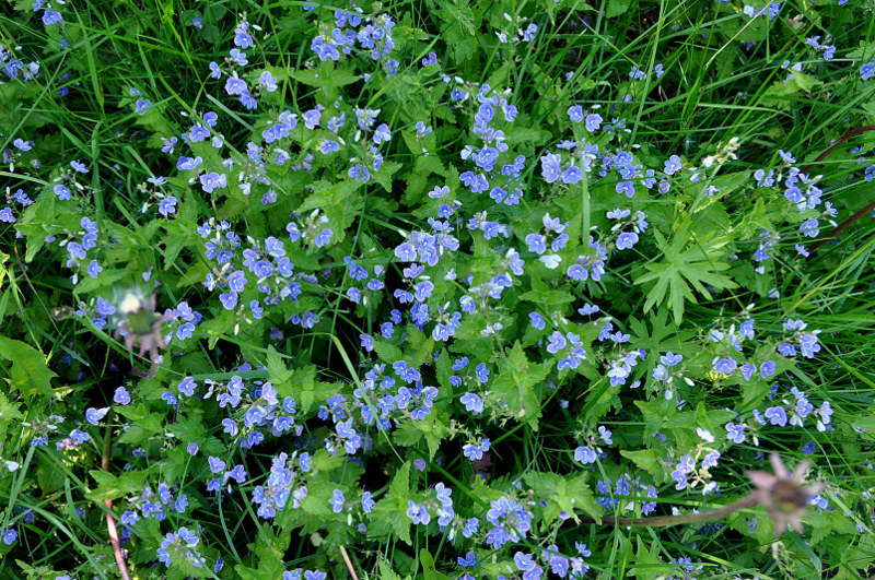 Image of Veronica chamaedrys specimen.