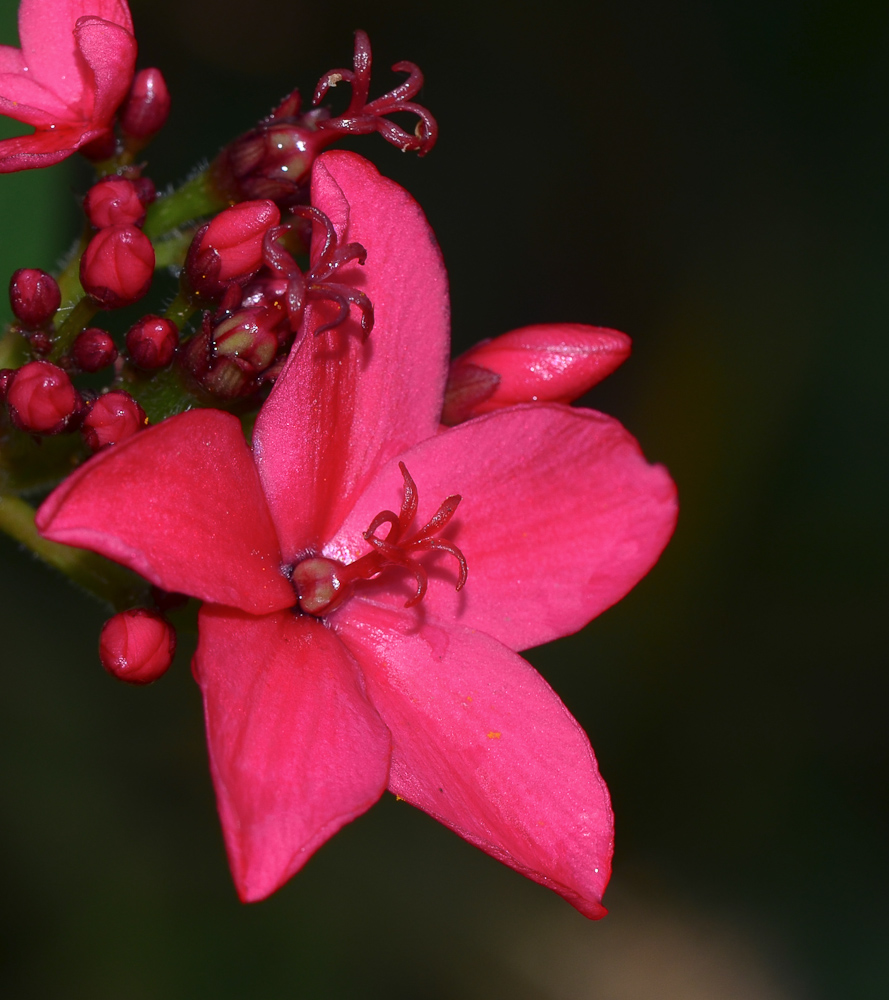 Image of Jatropha integerrima specimen.