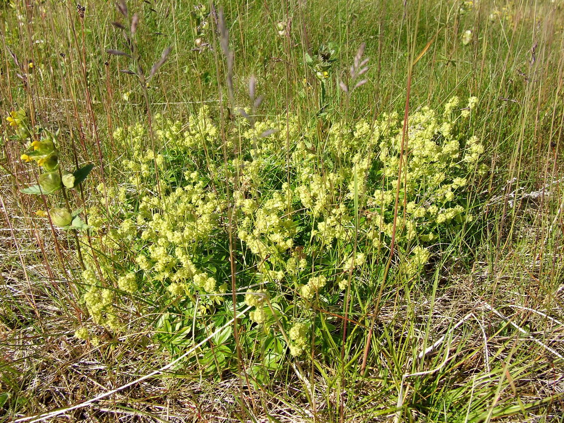 Изображение особи Alchemilla alpina.