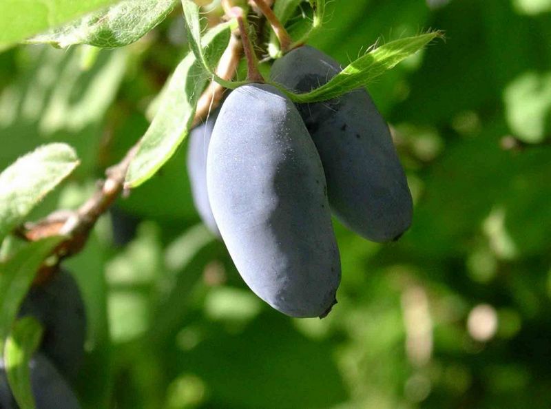 Image of Lonicera caerulea specimen.