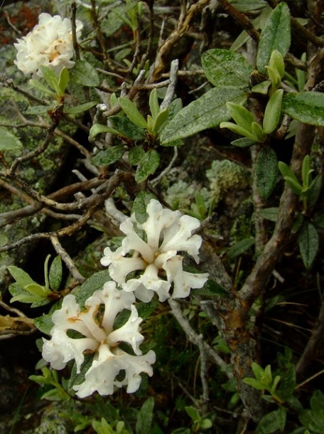 Image of Rhododendron adamsii specimen.