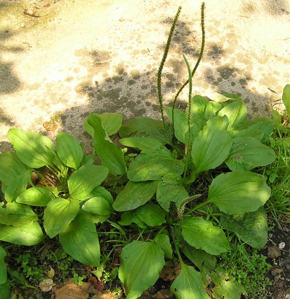 Изображение особи Plantago asiatica.