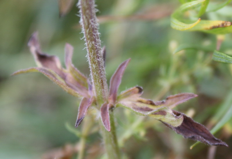 Изображение особи Schizonepeta multifida.