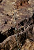 Poa glauca