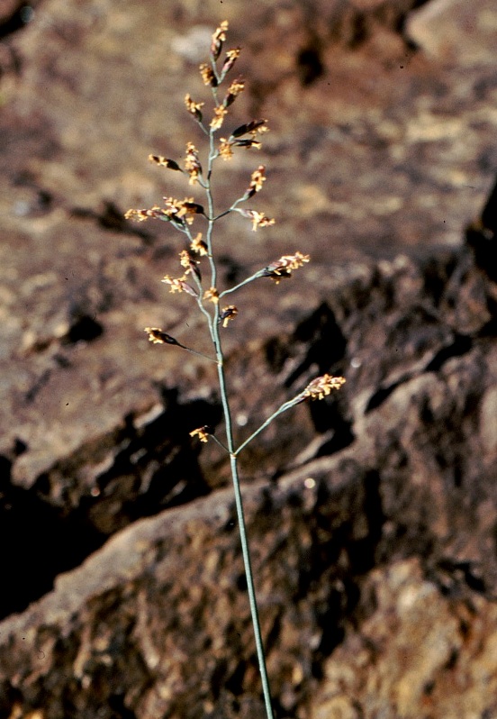 Изображение особи Poa glauca.