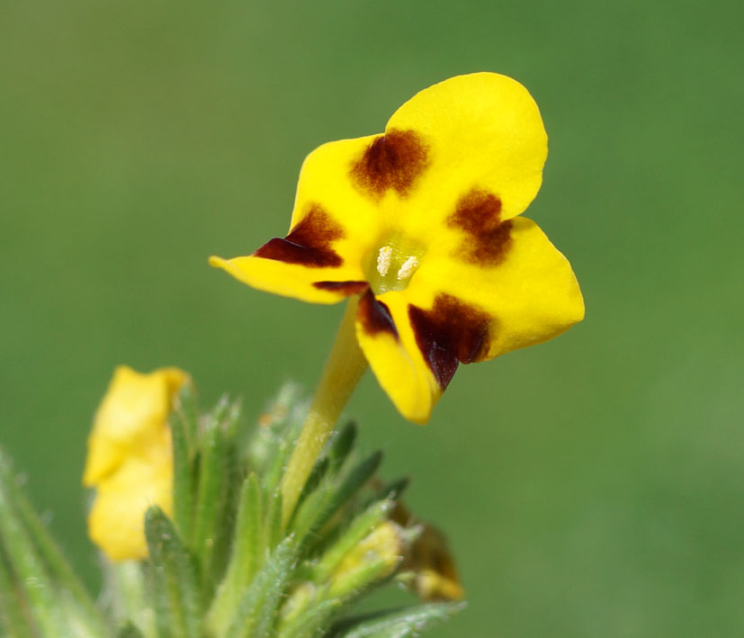 Image of Arnebia guttata specimen.