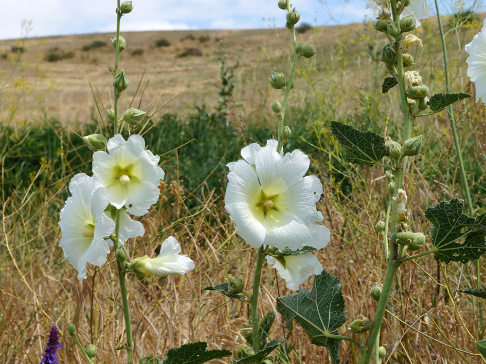 Изображение особи Alcea nudiflora.