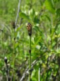 Equisetum variegatum