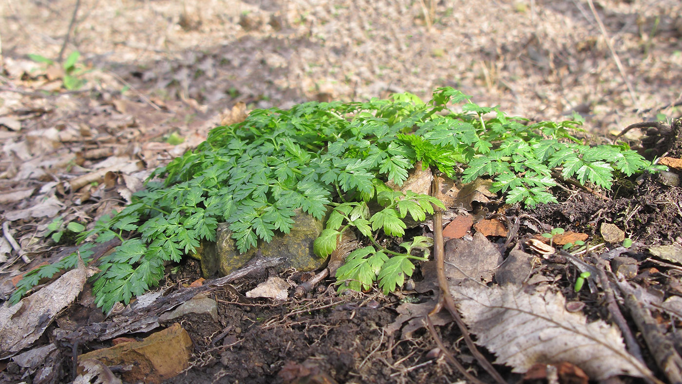 Изображение особи Anthriscus sylvestris.