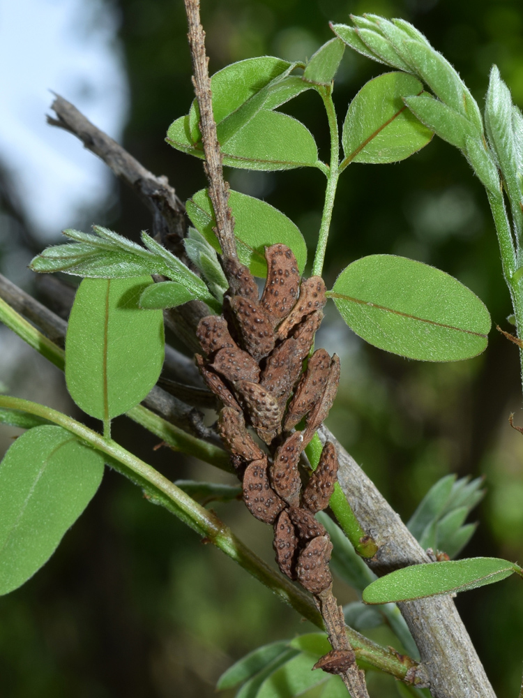 Изображение особи Amorpha fruticosa.