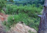 Pinus pallasiana