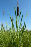 Typha latifolia