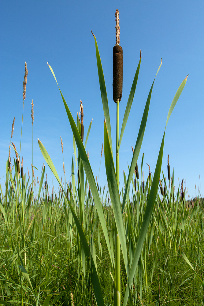 Image of Typha latifolia specimen.