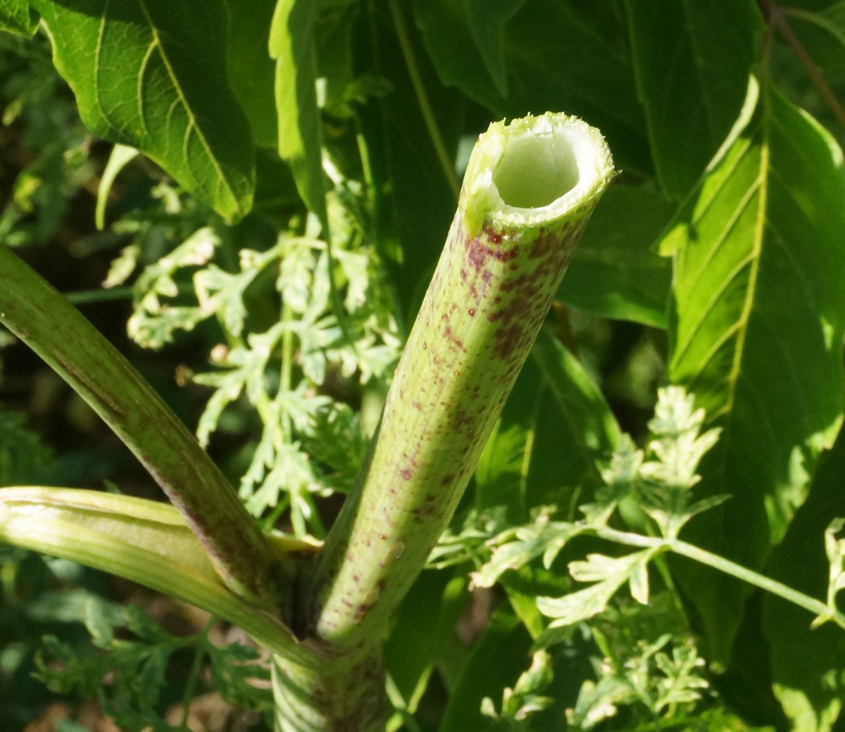 Изображение особи Conium maculatum.