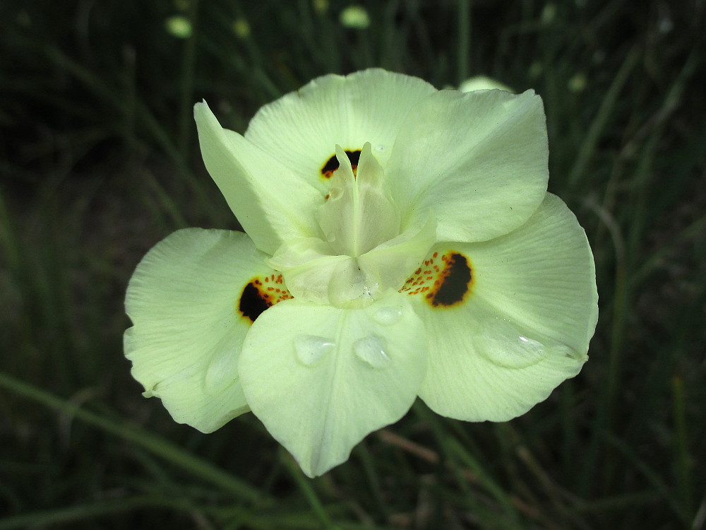 Изображение особи Dietes bicolor.