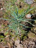 Pinus aristata