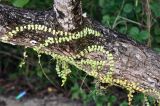 Dischidia nummularia. Побеги на стволе дерева. Андаманские острова, остров Хейвлок, прибрежный лес. 01.01.2015.