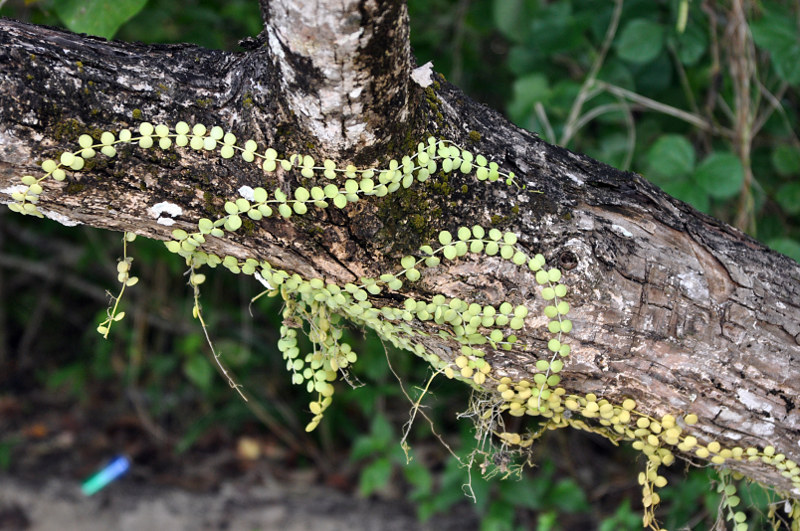 Image of Dischidia nummularia specimen.