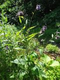 Cirsium weyrichii