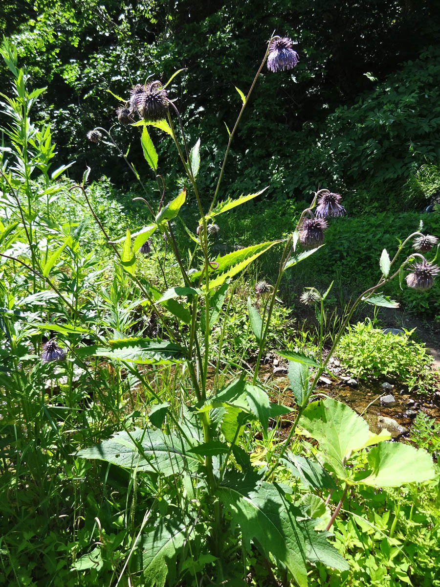 Image of Cirsium weyrichii specimen.